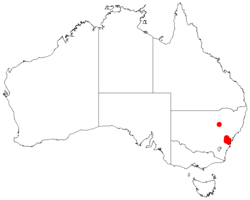 Acacia flocktoniae: Acacia flocktoniae occurrence data from Australasian Virtual Herbarium downloaded from https://doi.org/10.26197/5c06138894b on December 8 2018