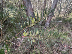 Acacia flocktoniae (Acacia flocktoniae)