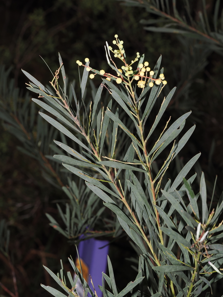 Acacia flocktoniae (Acacia flocktoniae)