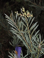 Acacia flocktoniae (Acacia flocktoniae)