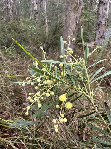 Acacia flocktoniae (Acacia flocktoniae)