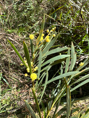 Acacia flocktoniae (Acacia flocktoniae)
