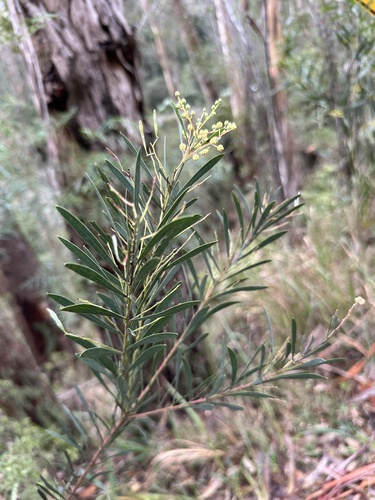 Acacia flocktoniae (Acacia flocktoniae)