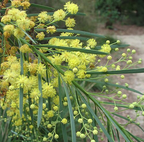 Acacia flocktoniae: Acacia flocktoniae (cultivated, labelled) Maranoa Gardens, Balwyn, Victoria, Australia