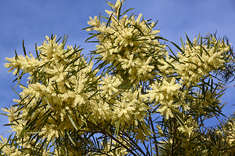 Acacia floribunda: A moderate close-up of the flowers and foliage of the Sallow Wattle (Acacia floribunda). Acacia floribunda