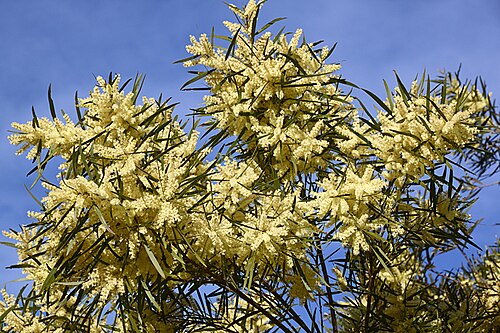 Acacia floribunda: A moderate close-up of the flowers and foliage of the Sallow Wattle (Acacia floribunda). Acacia floribunda