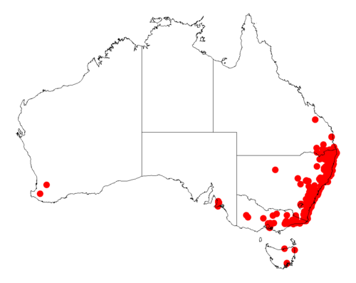 Acacia floribunda: Acacia floribunda occurrence data from Australasian Virtual Herbarium downloaded from https://doi.org/10.26197/5c06138894b on December 8 2018