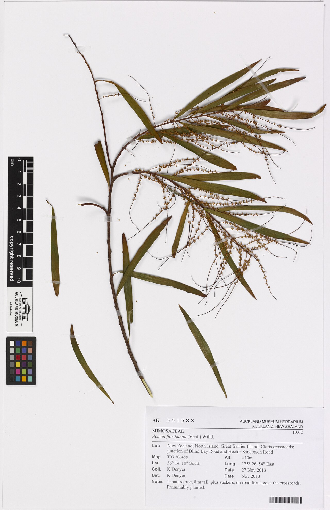 Acacia floribunda (Acacia floribunda)