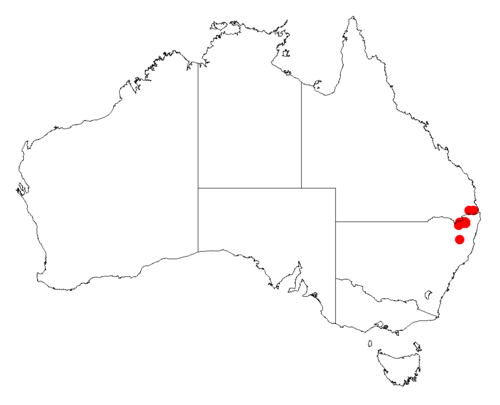 Acacia floydii: Acacia floydii occurrence data from Australasian Virtual Herbarium downloaded from https://doi.org/10.26197/5c06138894b on December 8 2018