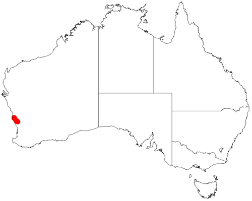 Forrest's wattle: Acacia forrestiana occurrence data from Australasian Virtual Herbarium downloaded from https://doi.org/10.26197/5c06138894b on December 8 2018
