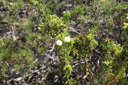 Forrest's wattle (Acacia forrestiana)