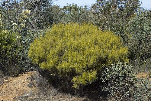 Acacia fragilis: Acacia fragilis on the Ravensthorpe Range, near the junction of Archer Drive and Floater Road, northof Ravensthorpe, Western Australia