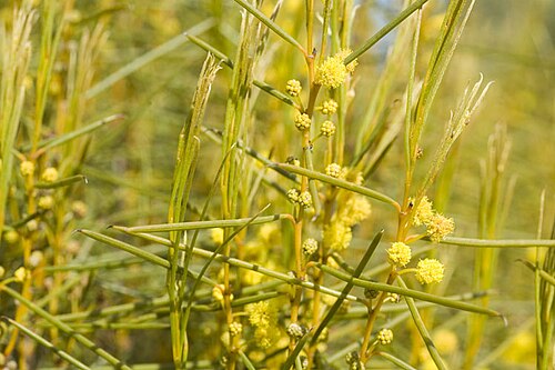 Acacia fragilis: Acacia fragilis on the Ravensthorpe Range, near the junction of Archer Drive and Floater Road, north of Ravensthorpe, Western Australia