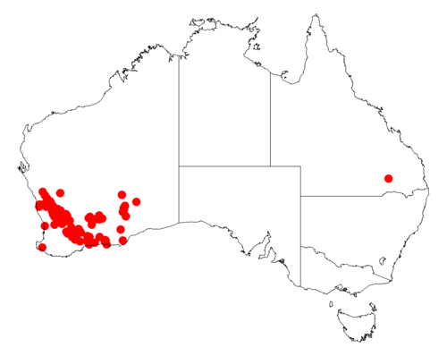 Acacia fragilis: Acacia fragilis occurrence data from Australasian Virtual Herbarium downloaded from https://doi.org/10.26197/5c06138894b on December 8 2018