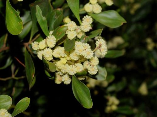 Acacia frigescens: Acacia frigescens