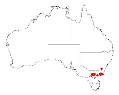 Acacia frigescens: Acacia frigescens occurrence data from Australasian Virtual Herbarium downloaded from https://doi.org/10.26197/5c06138894b on December 8 2018
