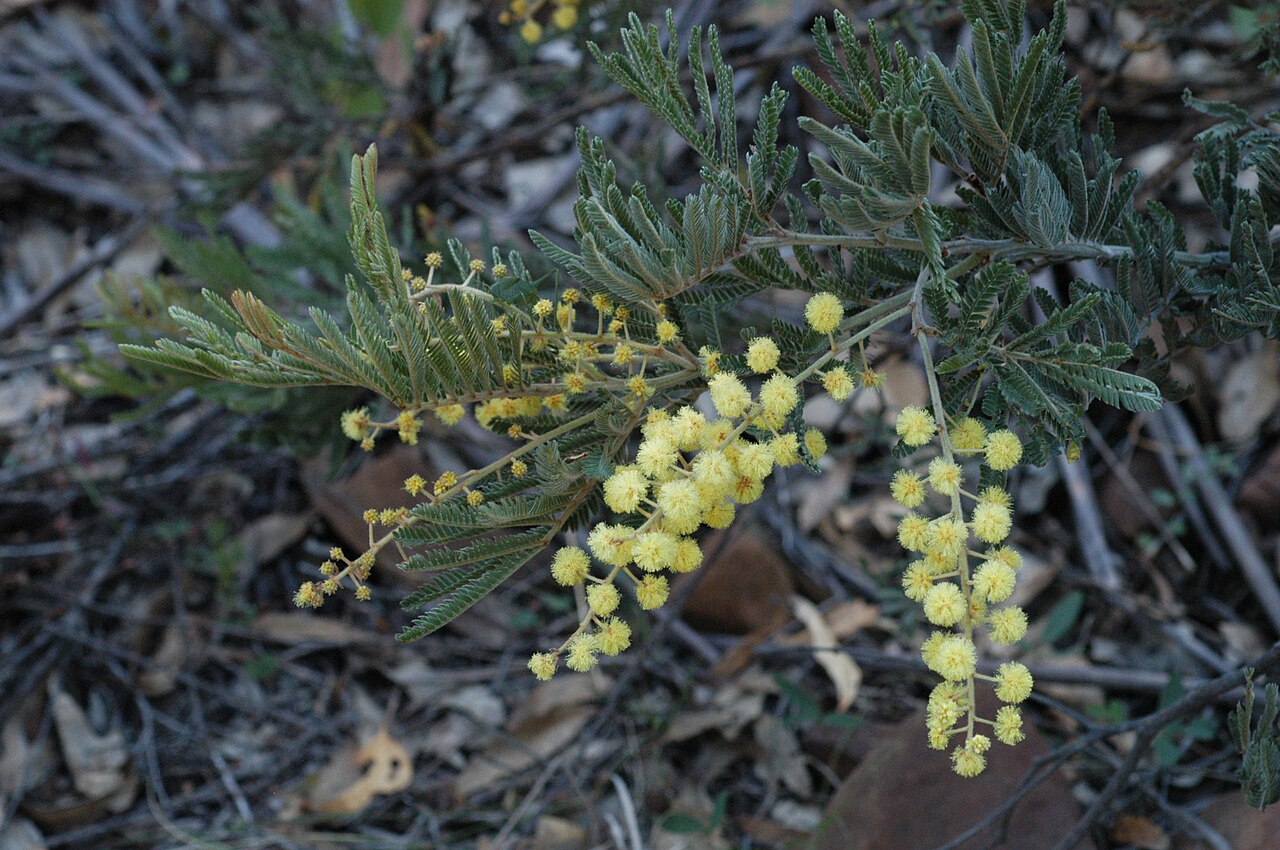 Acacia fulva: Photo of the Downy wattle by Flickr user Doug Beckers.