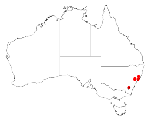 Acacia fulva: Acacia fulva occurrence data from Australasian Virtual Herbarium downloaded from https://doi.org/10.26197/5c06138894b on December 8 2018