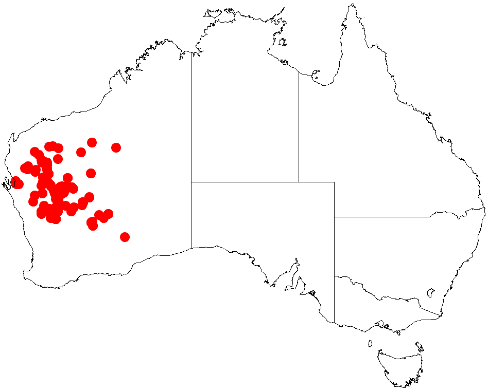 Acacia fuscaneura: Acacia fuscaneura occurrence data from Australasian Virtual Herbarium downloaded from https://doi.org/10.26197/5c06138894b on December 8 2018