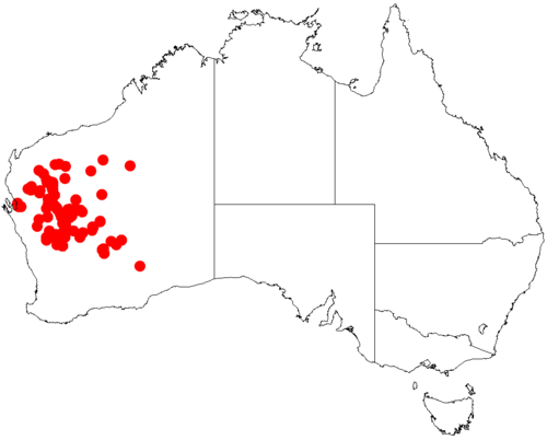 Acacia fuscaneura: Acacia fuscaneura occurrence data from Australasian Virtual Herbarium downloaded from https://doi.org/10.26197/5c06138894b on December 8 2018