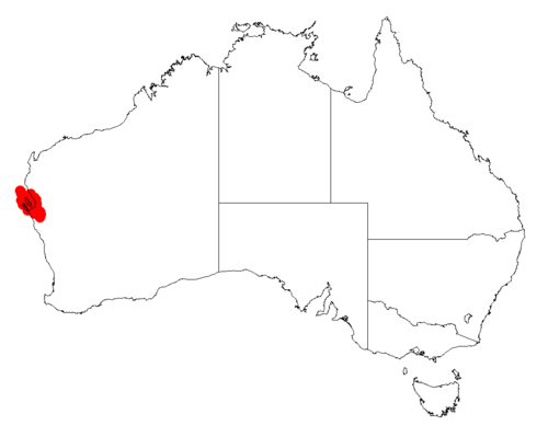 Acacia galeata: Acacia galeata occurrence data from Australasian Virtual Herbarium downloaded from https://doi.org/10.26197/5c06138894b on December 8 2018