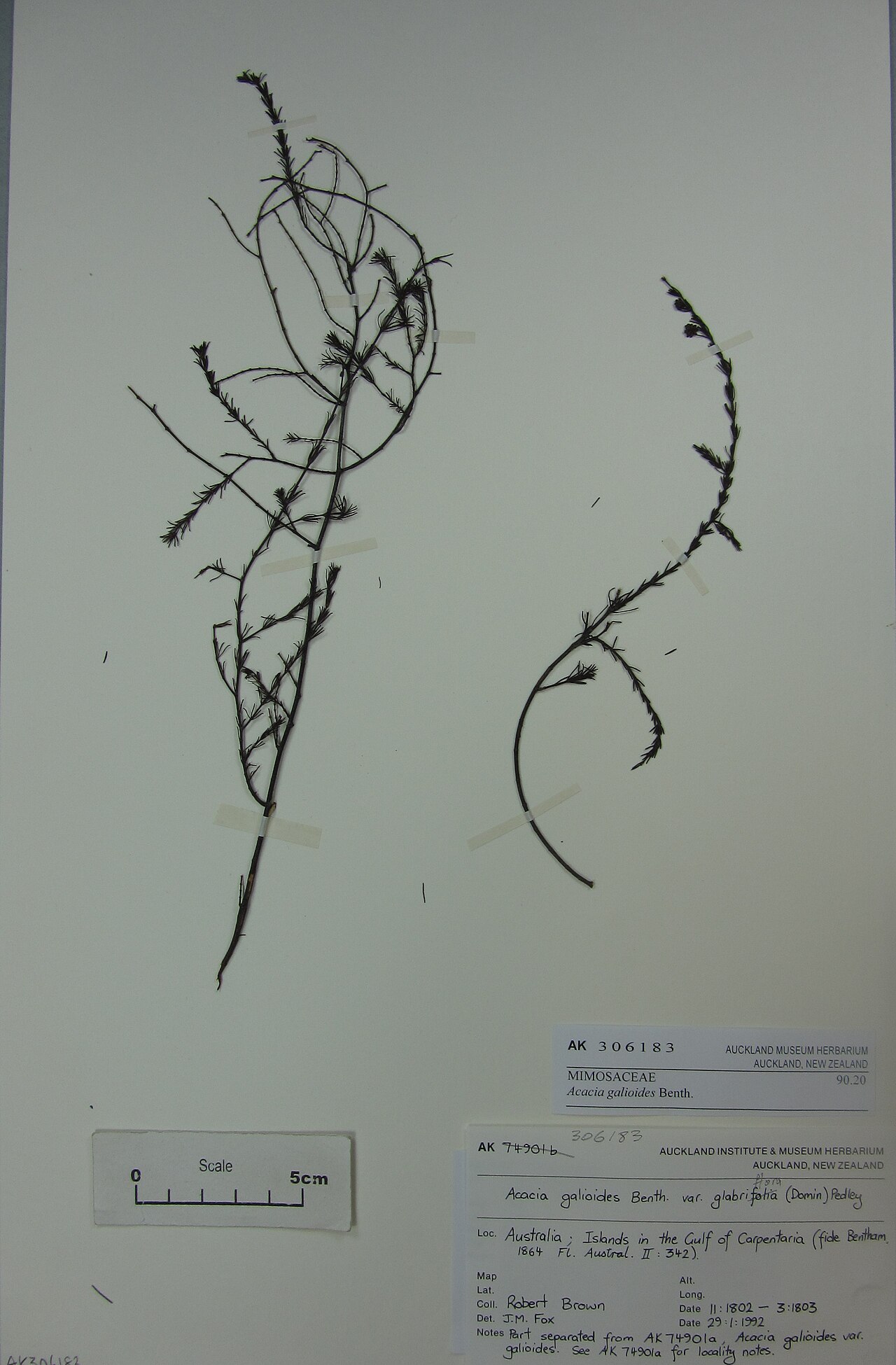 Acacia galioides (Acacia galioides)