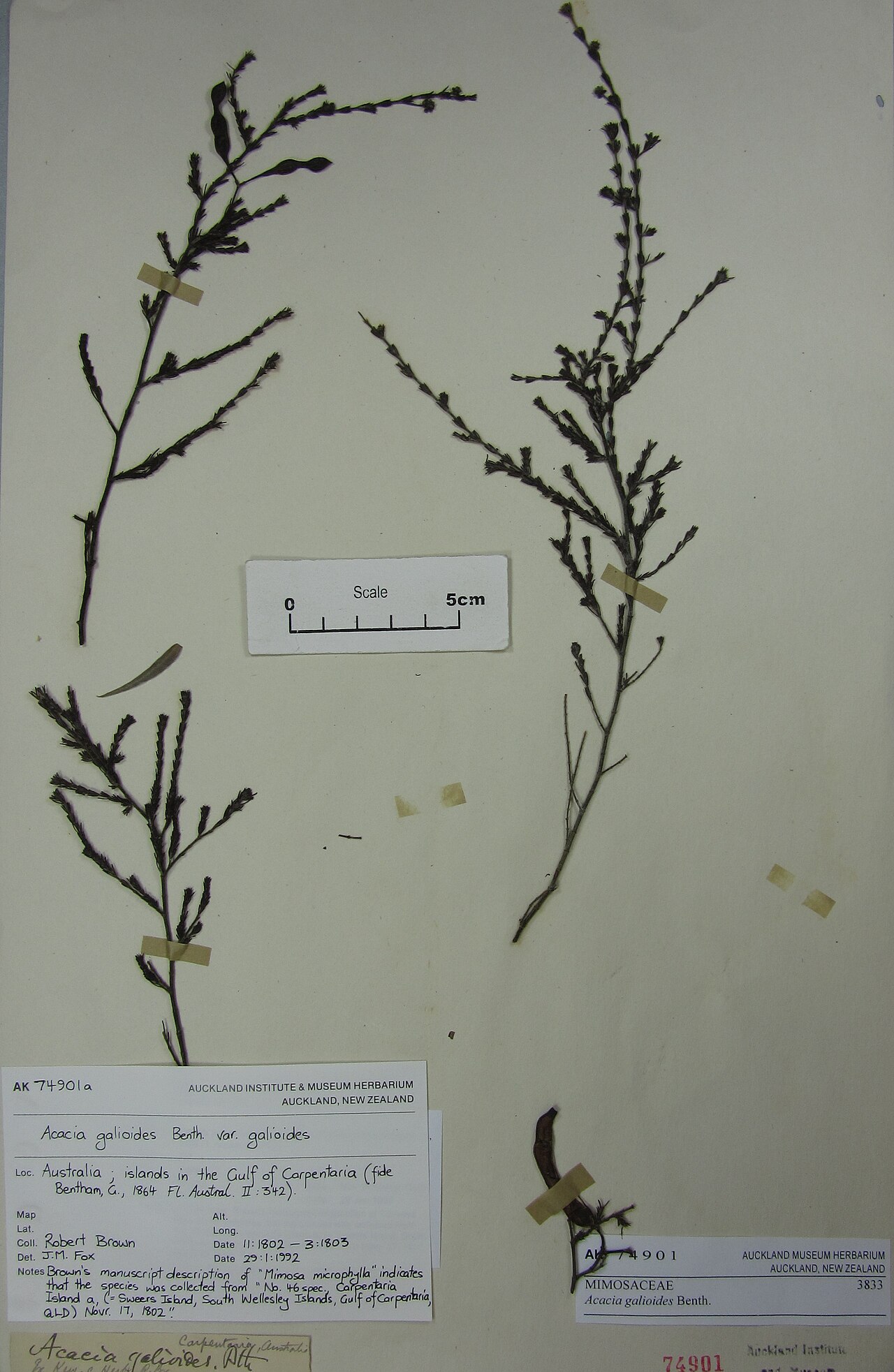 Acacia galioides (Acacia galioides)