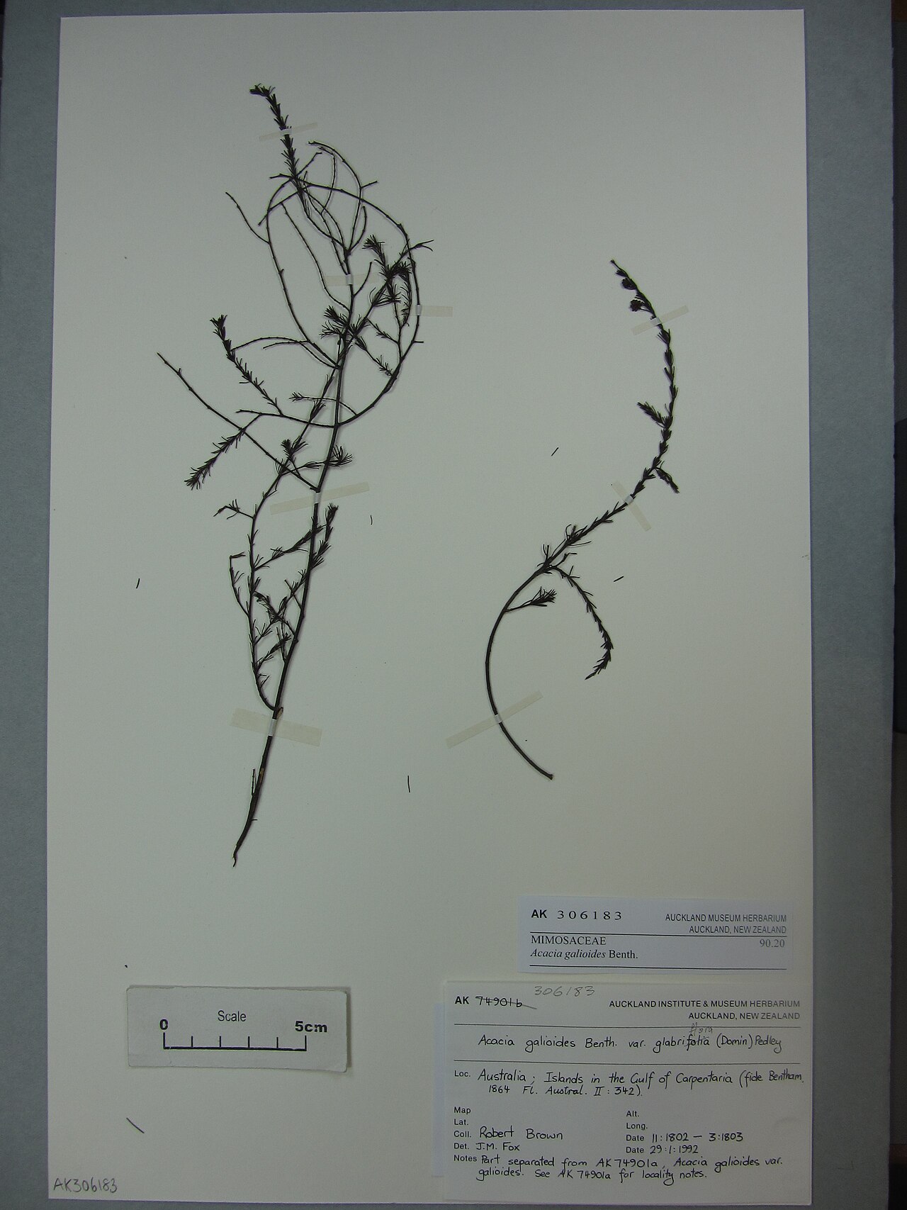 Acacia galioides (Acacia galioides)