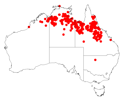 Acacia galioides: Acacia galioides occurrence data from Australasian Virtual Herbarium downloaded from https://doi.org/10.26197/5c06138894b on December 8 2018