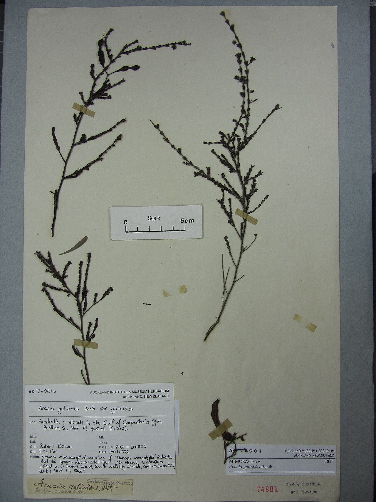 Acacia galioides (Acacia galioides)