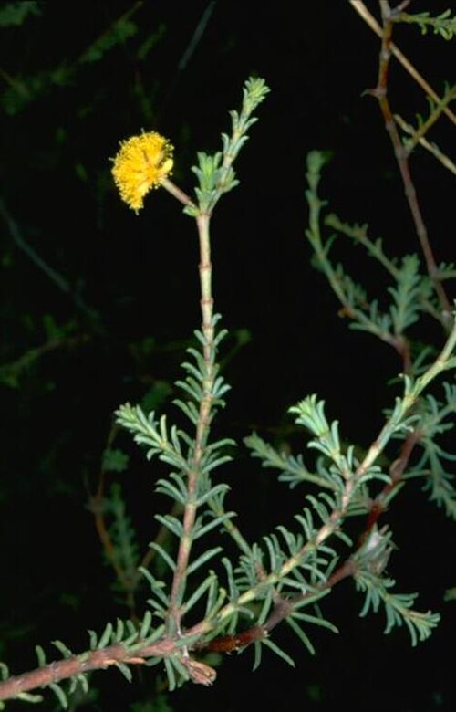Acacia galioides: Acacia galioides near Pinnacle Springs Road, 5 km east of Sandy Tate River crossing, Queensland