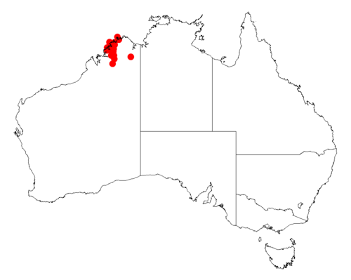 Acacia gardneri: Acacia gardneri occurrence data from Australasian Virtual Herbarium downloaded from https://doi.org/10.26197/5c06138894b on December 8 2018