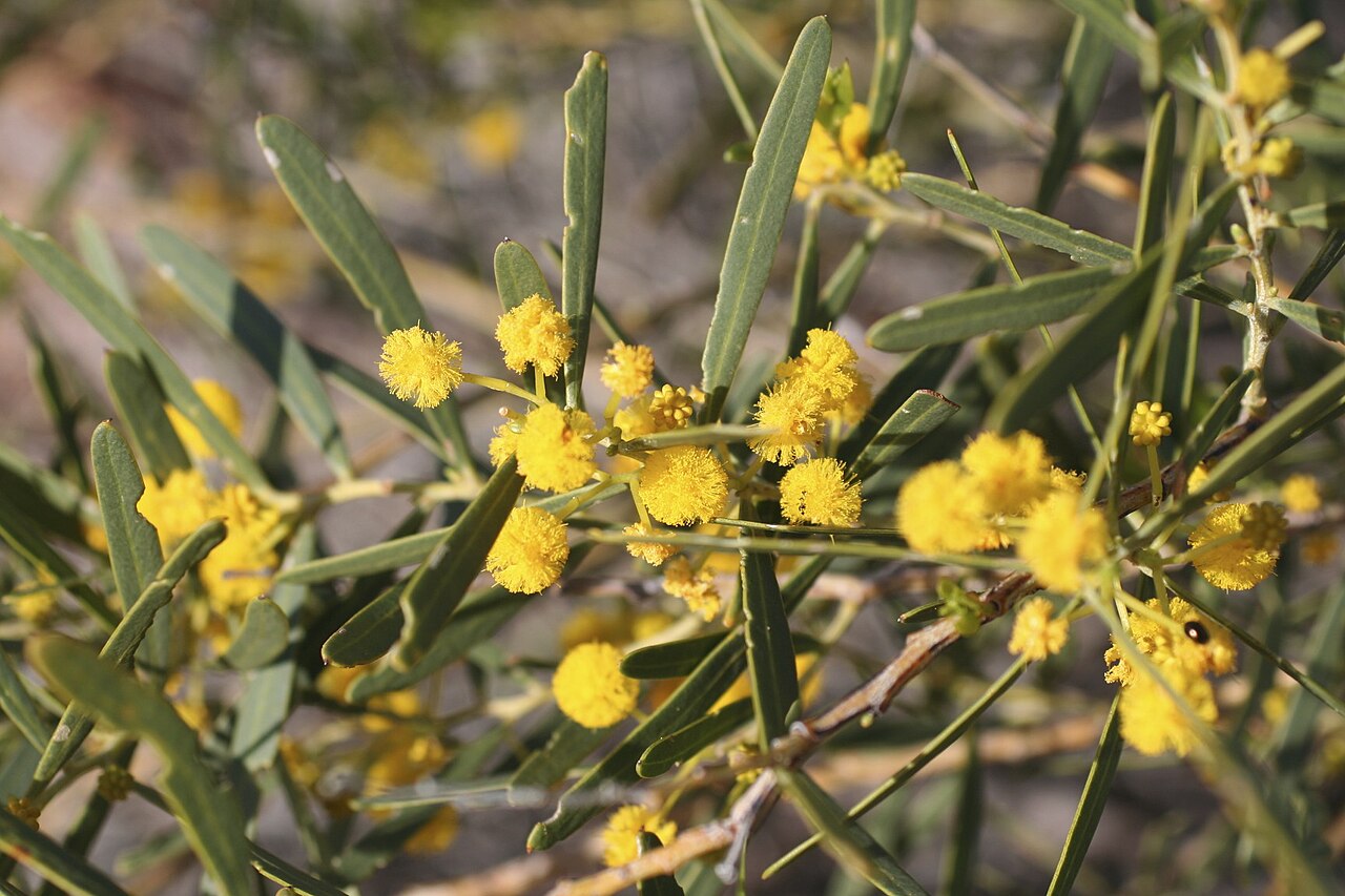 Acacia gelasina: Acacia gelasina