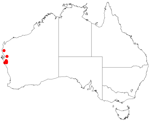 Acacia gelasina: Acacia gelasina occurrence data from Australasian Virtual Herbarium downloaded from https://doi.org/10.26197/5c06138894b on December 8 2018