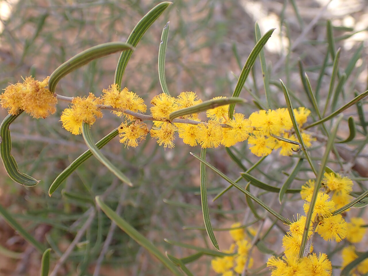 Acacia gemina: Acacia gemina in Lupton Conservation Park, part of Youraling State Forest, near North Bannister, Western Australia