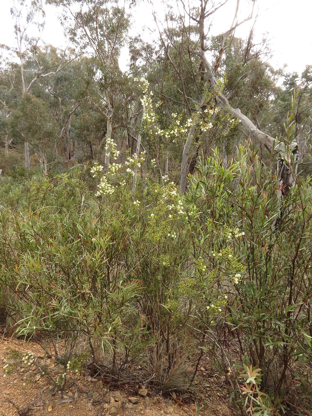 Early wattle: Acacia genistifolia Link, Black Mountain, Canberra, ACT, 11 June 2013