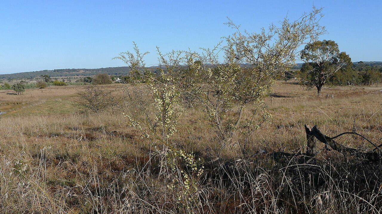 Early wattle: Spreading Wattle, Acacia genistifolia , habit. Gundaroo Common, Gundaroo NSW Australia, August 2013.