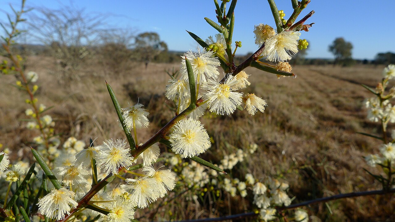Early wattle: Spreading Wattle, Acacia genistifolia flower and prickly leaves or phyllodes. Gundaroo Common, Gundaroo NSW Australia, August 2013.