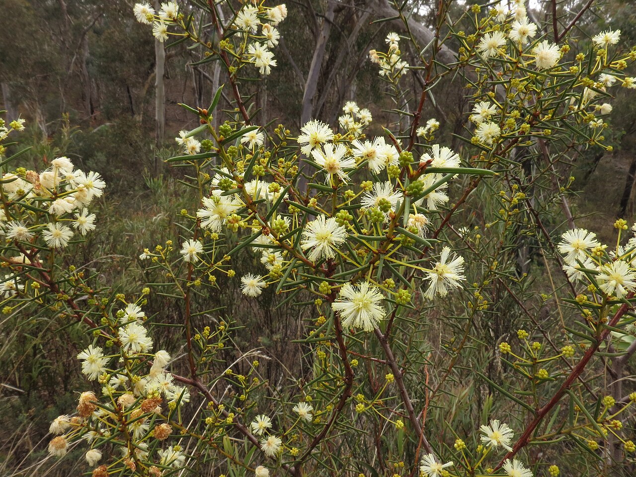 Early wattle: Acacia genistifolia Link, Black Mountain, Canberra, ACT, 11 June 2013