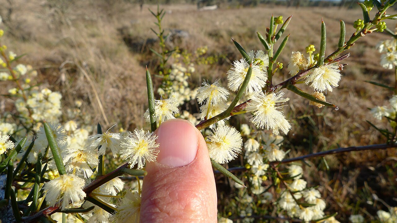 Early wattle: Spreading Wattle, Acacia genistifolia , flower about 12 mm across. Gundaroo Common, Gundaroo NSW Australia, August 2013.