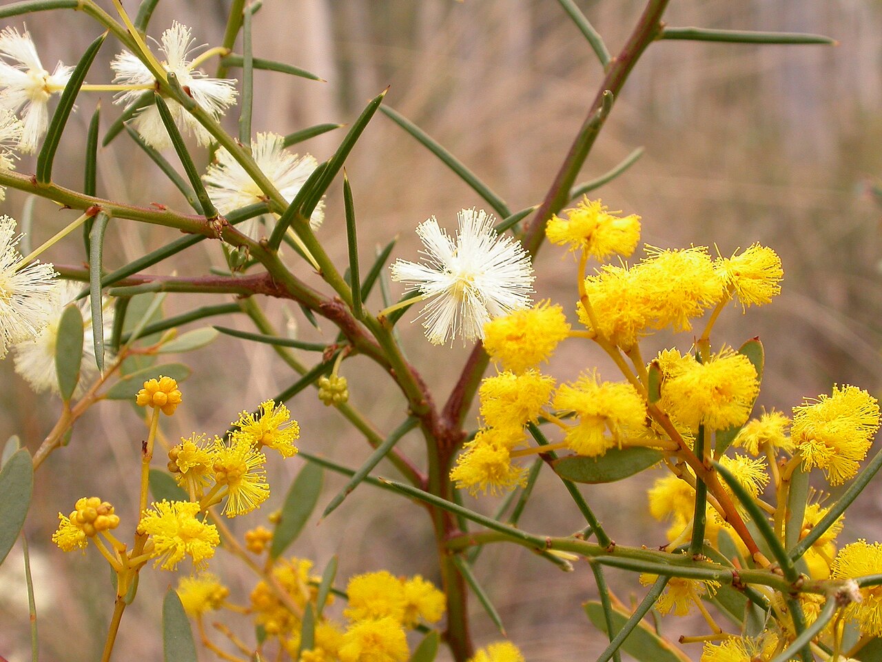 Early wattle: Acacia genistifolia Link (pale yellow) and Acacia buxifolia A.Cunn. (bright yellow) Black Mountain, Canberra, ACT, 23 August 2011