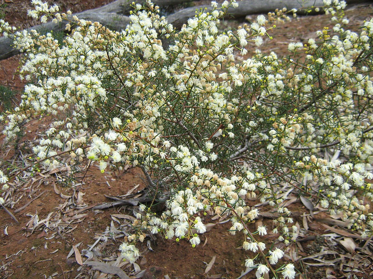 Early wattle: Wedderburn.