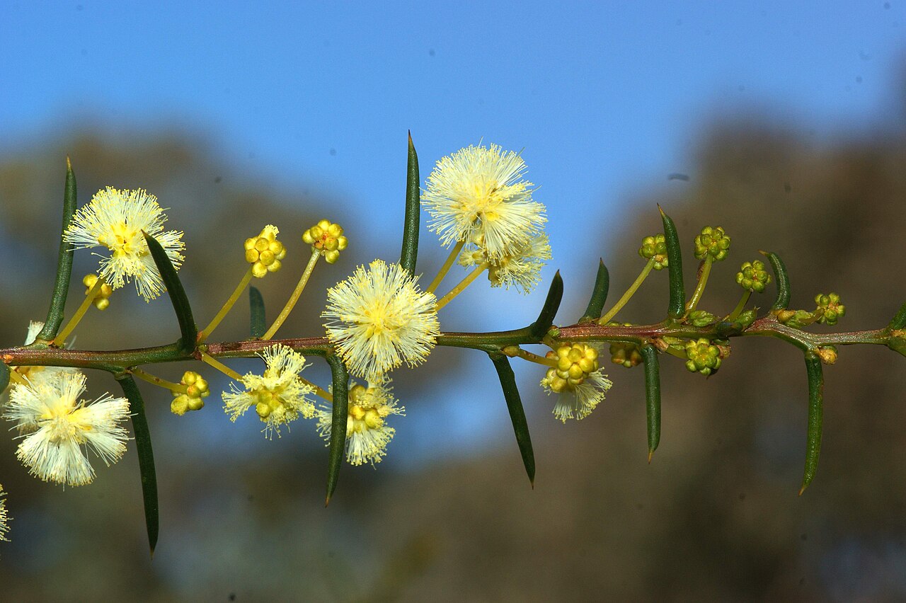 Early wattle: Acacia genistifolia 1-2 heads in each axil, although gland not obvious. Common, Napoleon Reef, NSW DSC06680