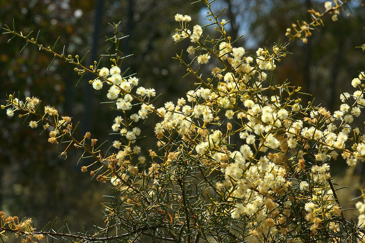 Early wattle: Acacia genistifolia 1-2 heads in each axil, although gland not obvious. Common, Napoleon Reef, NSW DSC06743