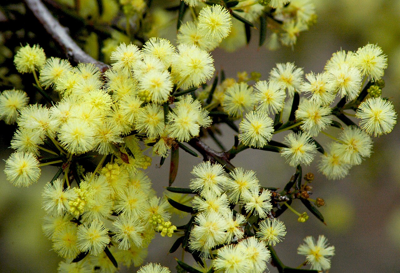 Early wattle: Spreading Wattle or Early Wattle, Acacia genistifolia , Tasmania