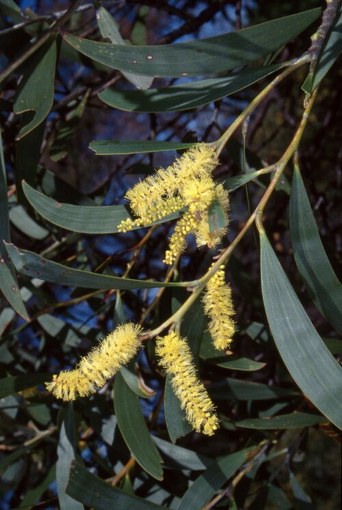 Acacia georgensis: Acacia georgensis at Doctor George Mountain