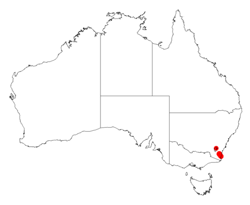 Acacia georgensis: Acacia georgensis occurrence data from Australasian Virtual Herbarium downloaded from https://doi.org/10.26197/5c06138894b on December 8 2018