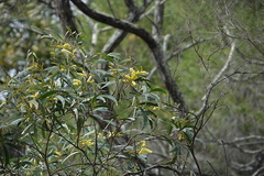 Acacia georgensis (Acacia georgensis)