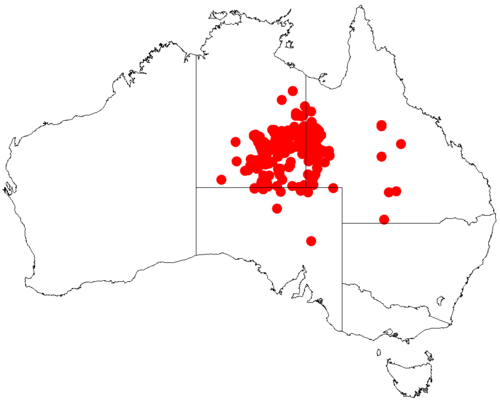 Acacia georginae: Acacia georginae occurrence data from Australasian Virtual Herbarium downloaded from https://doi.org/10.26197/5c06138894b on December 8 2018