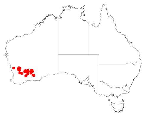 Acacia gibbosa: Acacia gibbosa occurrence data from Australasian Virtual Herbarium downloaded from https://doi.org/10.26197/5c06138894b on December 8 2018